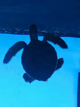 すみだ水族館に投稿された画像（2020/9/13）