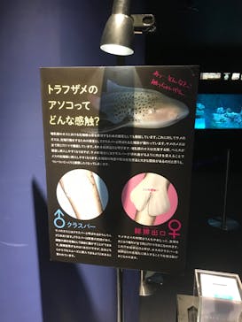 サンシャイン水族館に投稿された画像（2020/9/13）