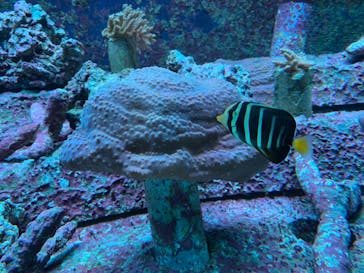 サンシャイン水族館に投稿された画像（2020/9/13）