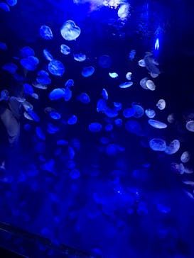 サンシャイン水族館に投稿された画像（2020/9/13）