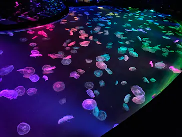 すみだ水族館に投稿された画像（2020/9/13）