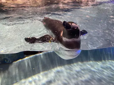 すみだ水族館に投稿された画像（2020/9/13）