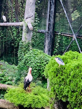 天王寺動物園に投稿された画像（2020/9/13）