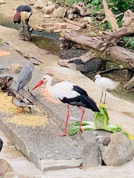 天王寺動物園に投稿された画像（2020/9/13）