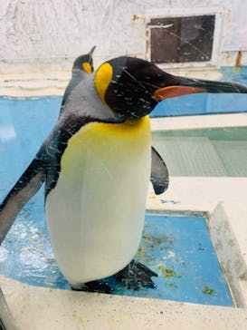 天王寺動物園に投稿された画像（2020/9/13）