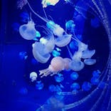 すみだ水族館に投稿された画像（2020/9/13）