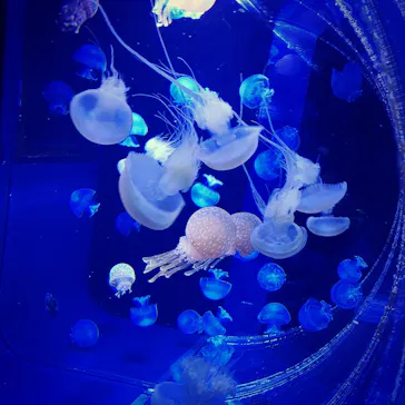 すみだ水族館に投稿された画像（2020/9/13）