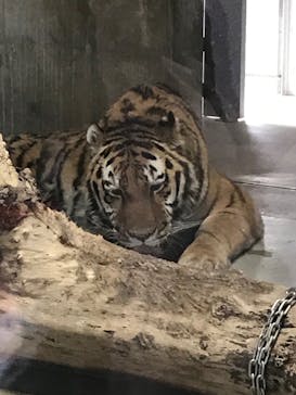 天王寺動物園に投稿された画像（2020/9/13）