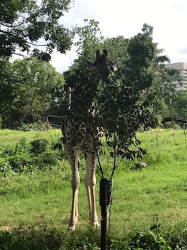 天王寺動物園に投稿された画像（2020/9/13）