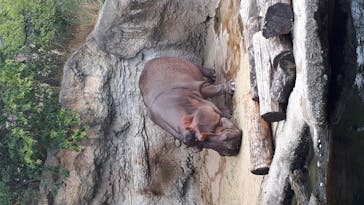 天王寺動物園に投稿された画像（2020/9/13）
