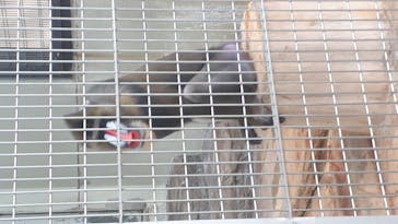 天王寺動物園に投稿された画像（2020/9/13）