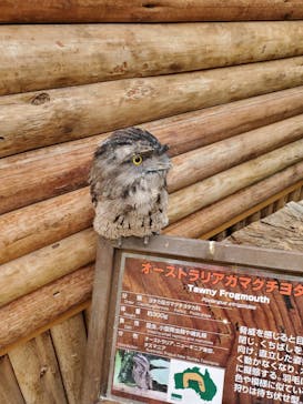 神戸どうぶつ王国に投稿された画像（2020/9/13）