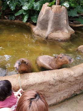 神戸どうぶつ王国に投稿された画像（2020/9/13）