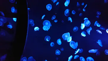 すみだ水族館に投稿された画像（2020/9/13）