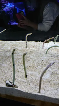 すみだ水族館に投稿された画像（2020/9/13）