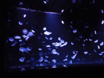 サンシャイン水族館に投稿された画像（2020/9/13）