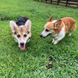 わんダフルネイチャーヴィレッジに投稿された画像（2020/9/13）