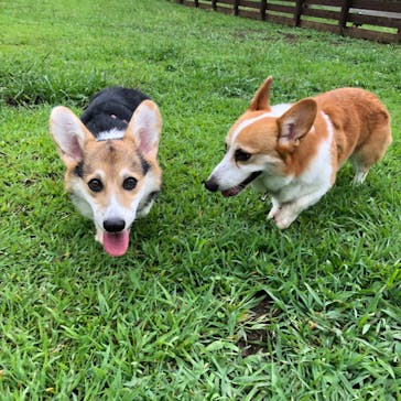 わんダフルネイチャーヴィレッジに投稿された画像（2020/9/13）