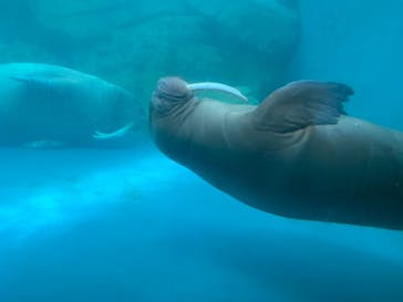 大分マリーンパレス水族館 「うみたまご」に投稿された画像（2020/9/13）
