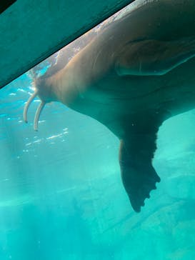 大分マリーンパレス水族館 「うみたまご」に投稿された画像（2020/9/13）