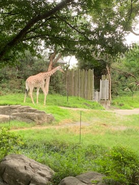 天王寺動物園に投稿された画像（2020/9/13）