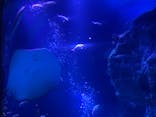 すみだ水族館に投稿された画像（2020/9/13）