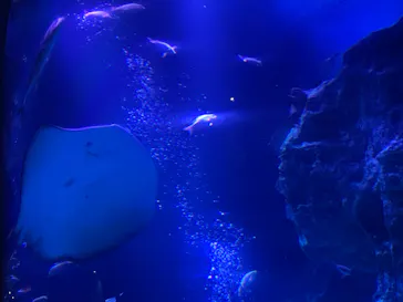 すみだ水族館に投稿された画像（2020/9/13）
