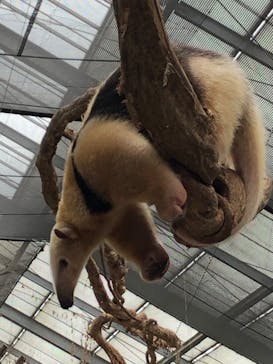 神戸どうぶつ王国に投稿された画像（2020/9/13）