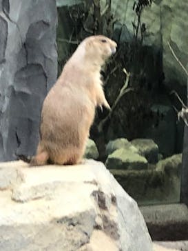 神戸どうぶつ王国に投稿された画像（2020/9/13）