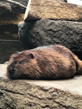 神戸どうぶつ王国に投稿された画像（2020/9/13）