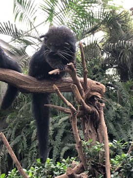 神戸どうぶつ王国に投稿された画像（2020/9/13）