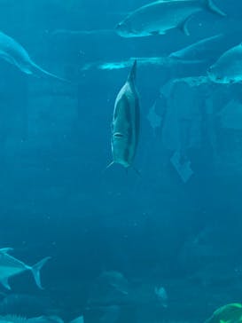 株式会社Gに投稿された画像（2020/9/13）