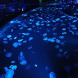 すみだ水族館に投稿された画像（2020/9/13）