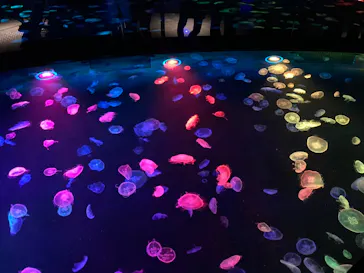 すみだ水族館に投稿された画像（2020/9/13）