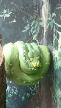 天王寺動物園に投稿された画像（2020/9/13）