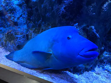 すみだ水族館に投稿された画像（2020/9/13）