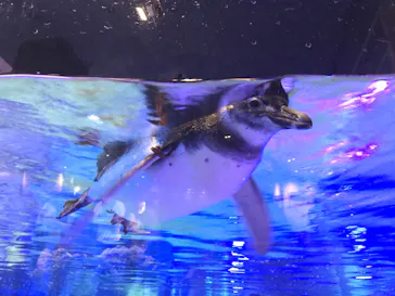 すみだ水族館に投稿された画像（2020/9/13）
