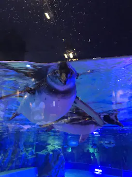 すみだ水族館に投稿された画像（2020/9/13）