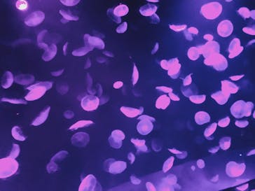 サンシャイン水族館に投稿された画像（2020/9/13）