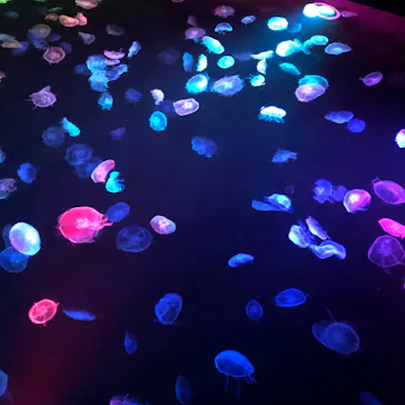 すみだ水族館に投稿された画像（2020/9/13）