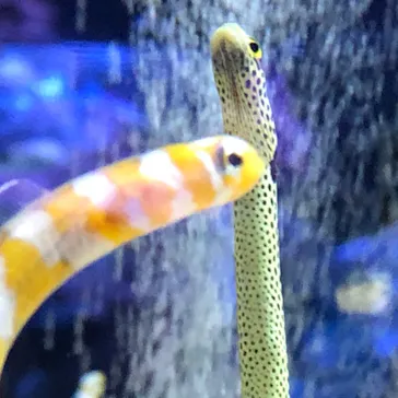 すみだ水族館に投稿された画像（2020/9/13）