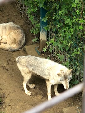 群馬サファリパークに投稿された画像（2020/9/13）