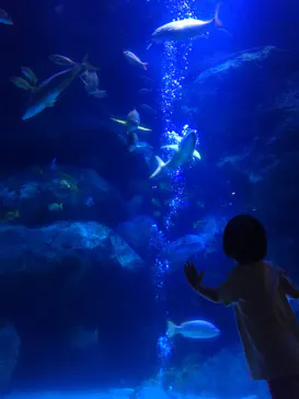 すみだ水族館に投稿された画像（2020/9/13）