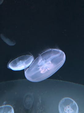 サンシャイン水族館に投稿された画像（2020/9/13）