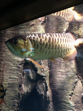 サンシャイン水族館に投稿された画像（2020/9/13）