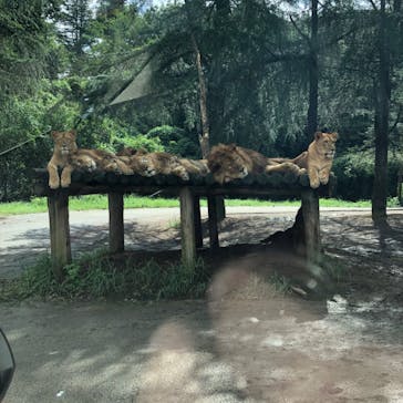 群馬サファリパークに投稿された画像（2020/9/14）