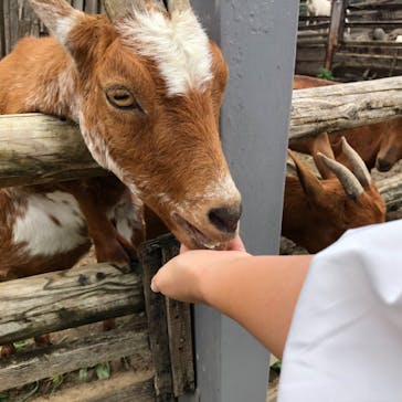群馬サファリパークに投稿された画像（2020/9/14）