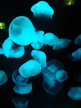 九十九島水族館海きららに投稿された画像（2020/9/14）