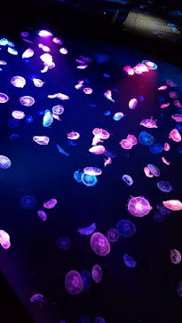 すみだ水族館に投稿された画像（2020/9/14）