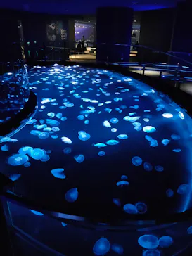 すみだ水族館に投稿された画像（2020/9/14）